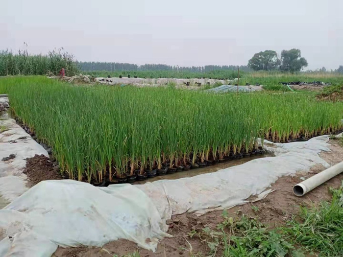 盆栽香蒲